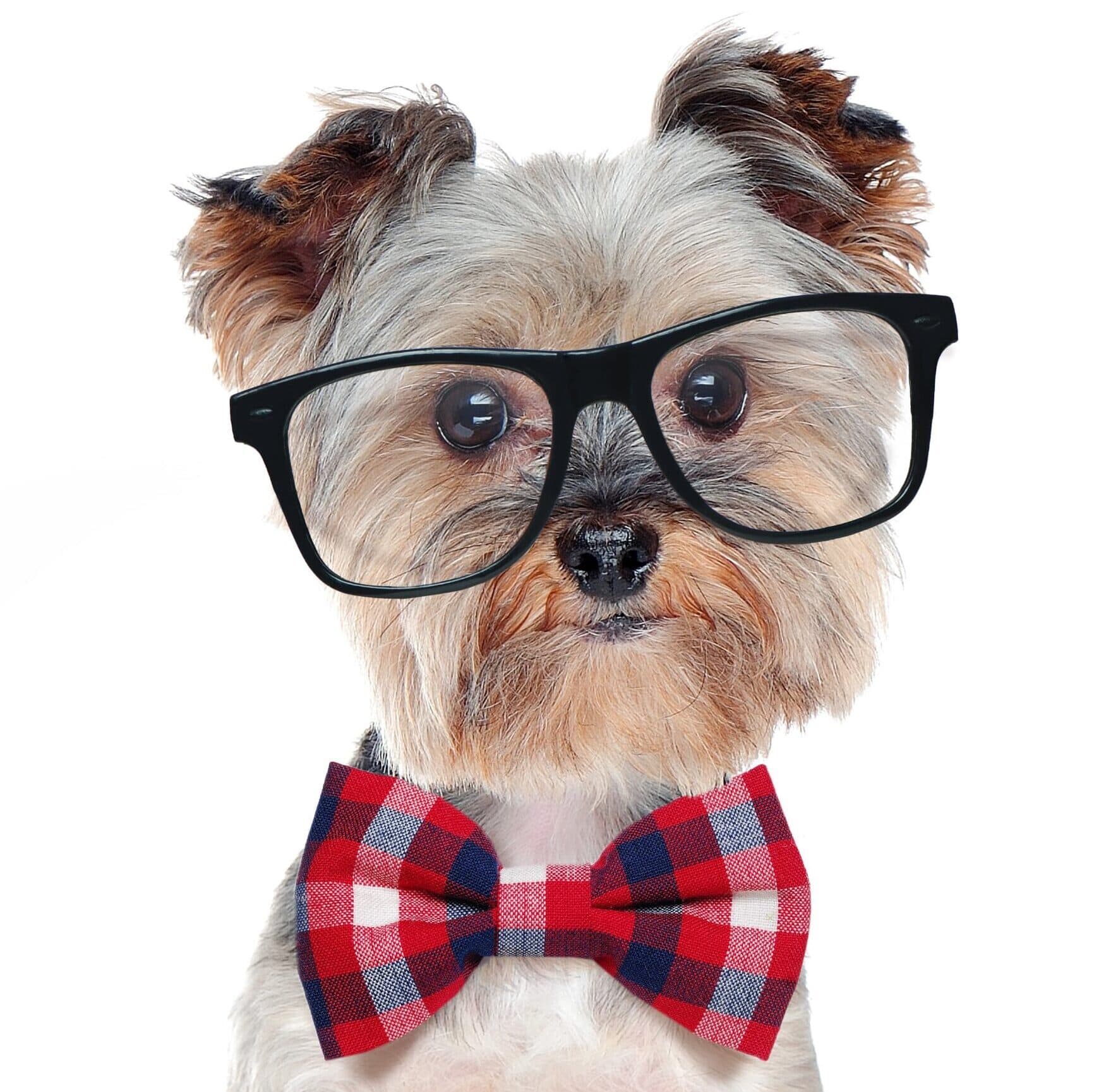 Peluqueria canina Logroño La Rioja