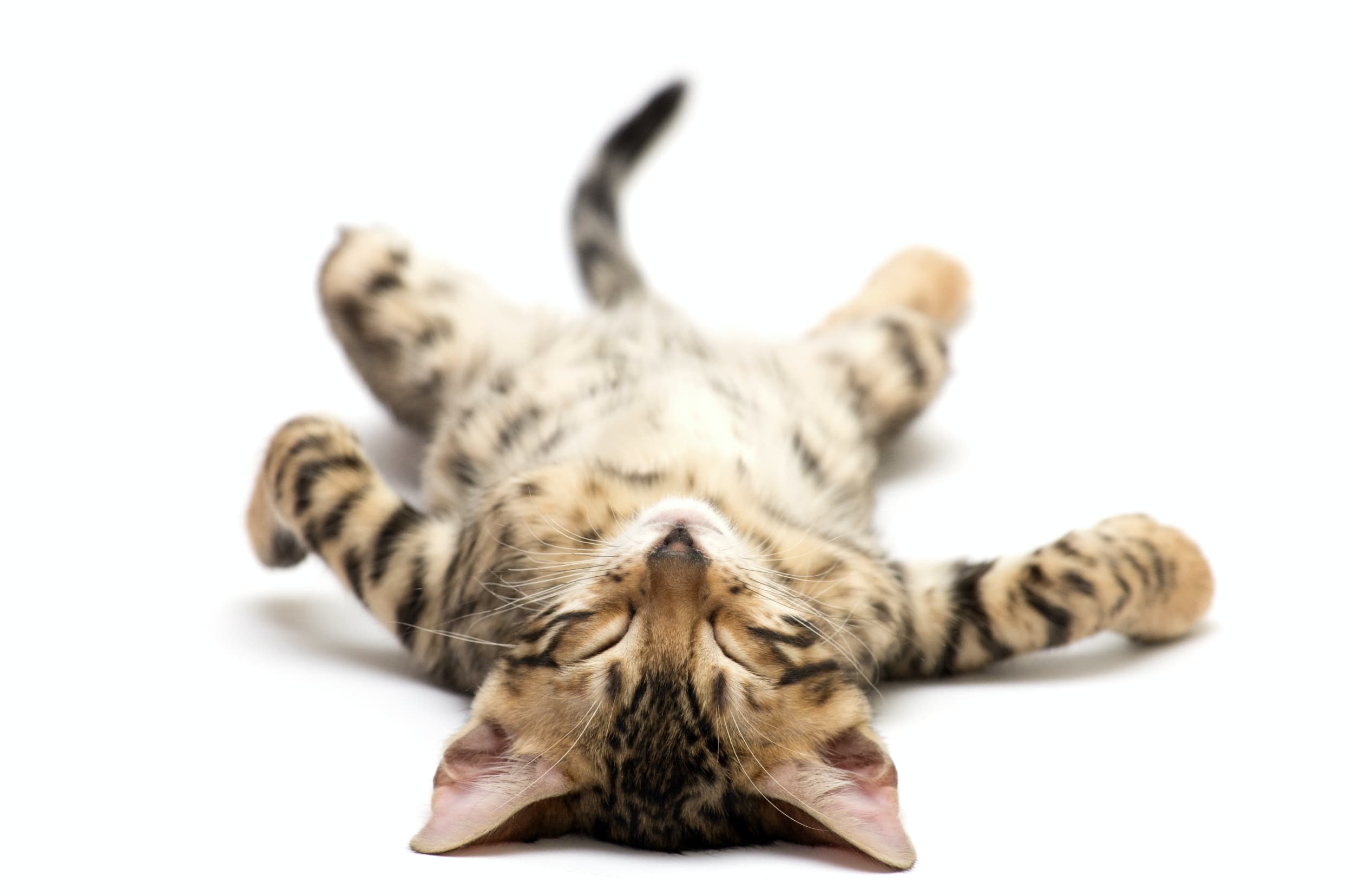 Peluqueria Felina Logrono